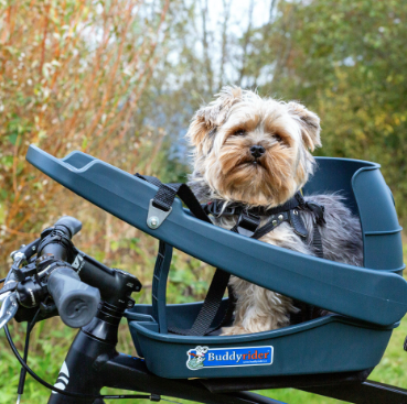 Yorkie sitting in a BuddyRider