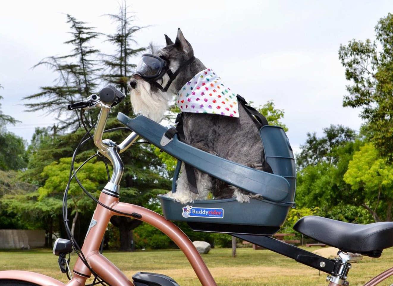 Schnauzer sitting on a Buddyrider