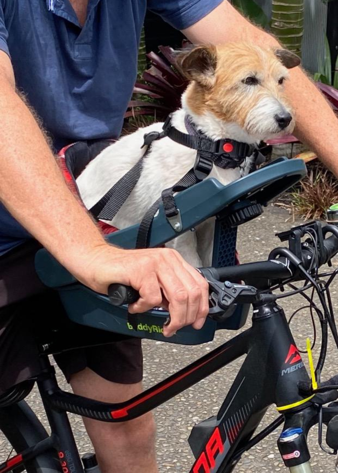 Buddyrider for sale NZ
