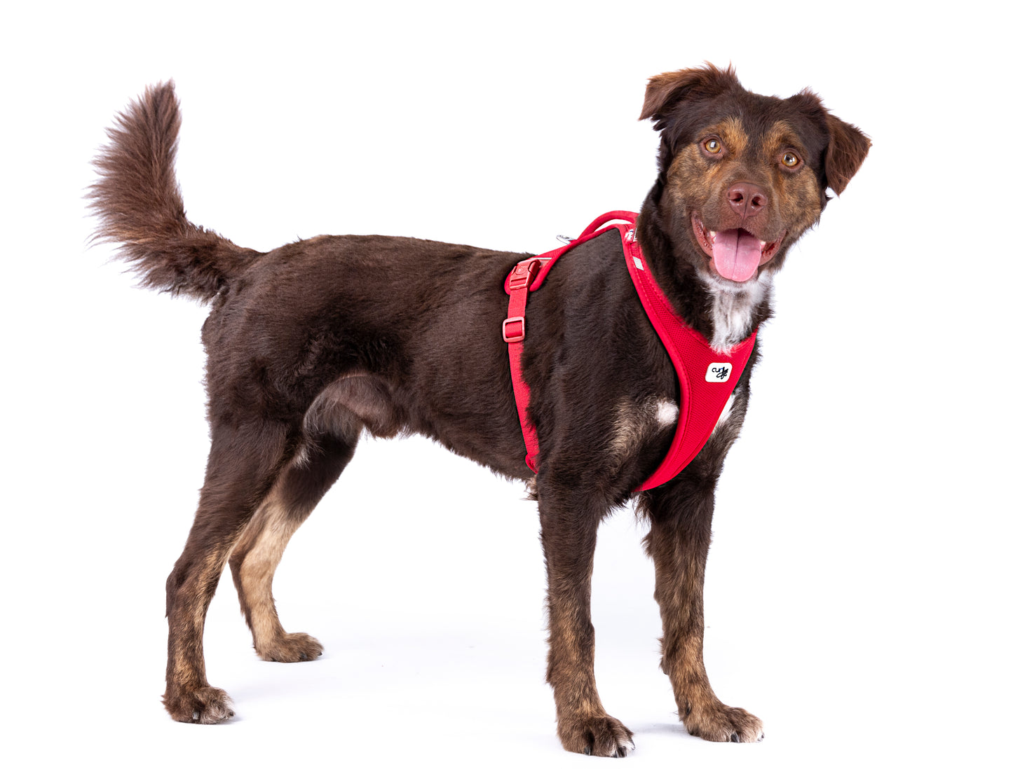 Large dog wearing the Belka Harness Red.