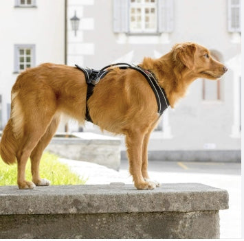Ideal dog harness for larger dogs