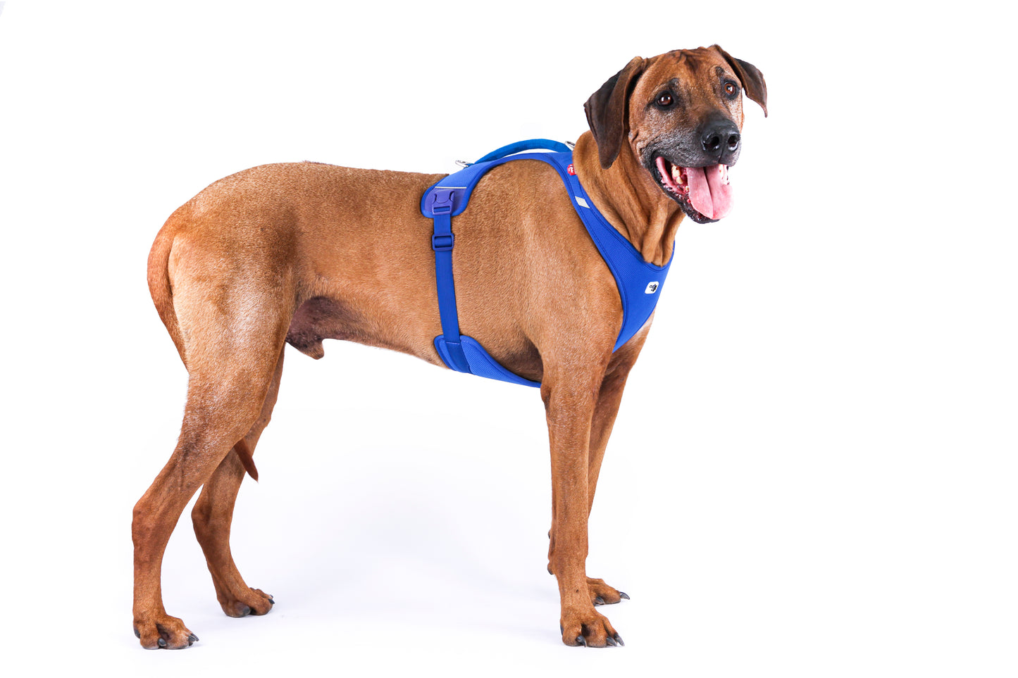Large dog wearing the Blue Belka Comfort Harness.