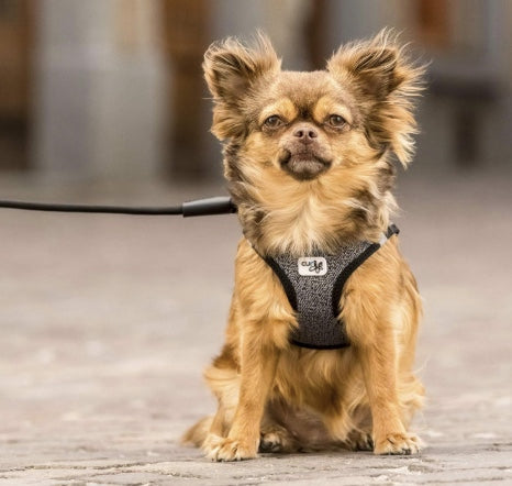 Chihuahua wearing the Curli Merino Vest Harness.