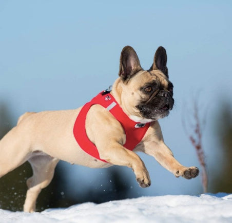 French Bull Dog in the Curli Softshell Vest Harness in Winter.