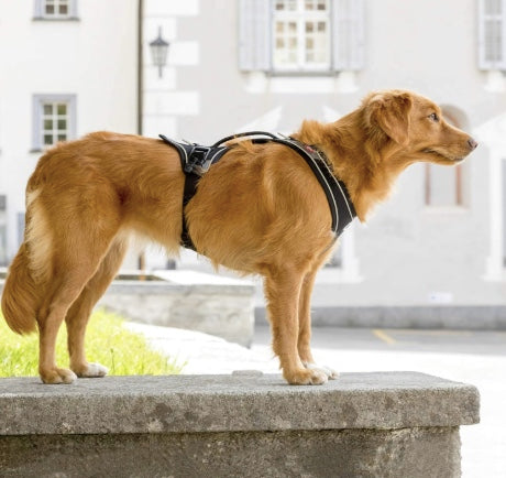 Golden Retriever wearing the Magnetic Belka Harness.
