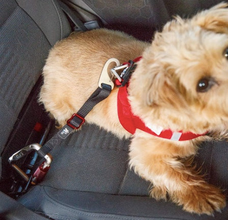 Shows a dog clipped in by the Curli Seat Belt in the car.