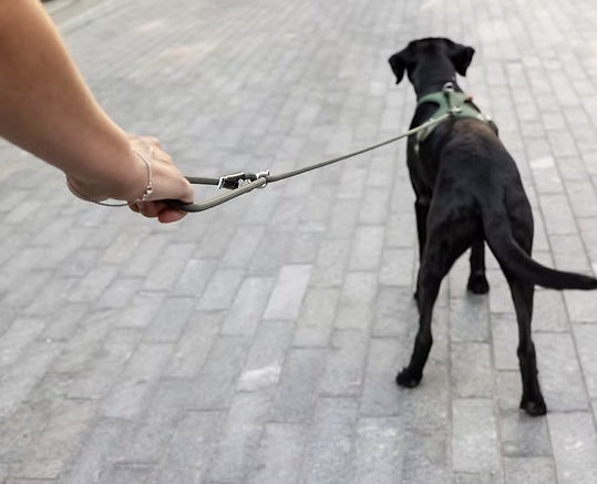 Adjustable dog lead