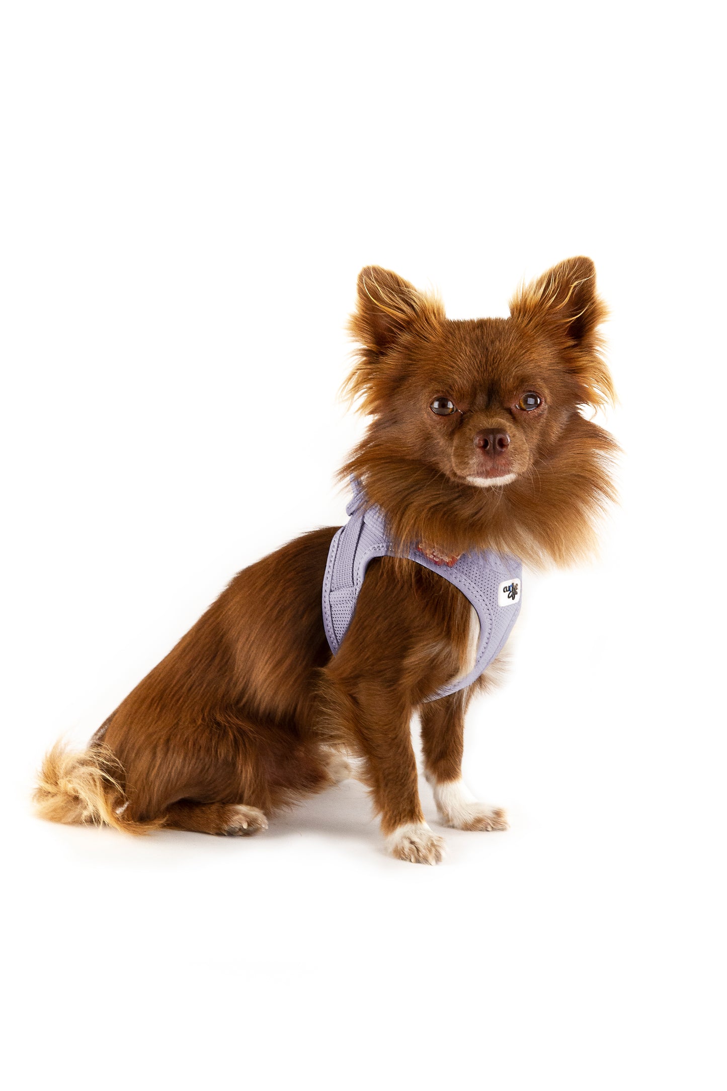 dog harness for small dog breeds NZ