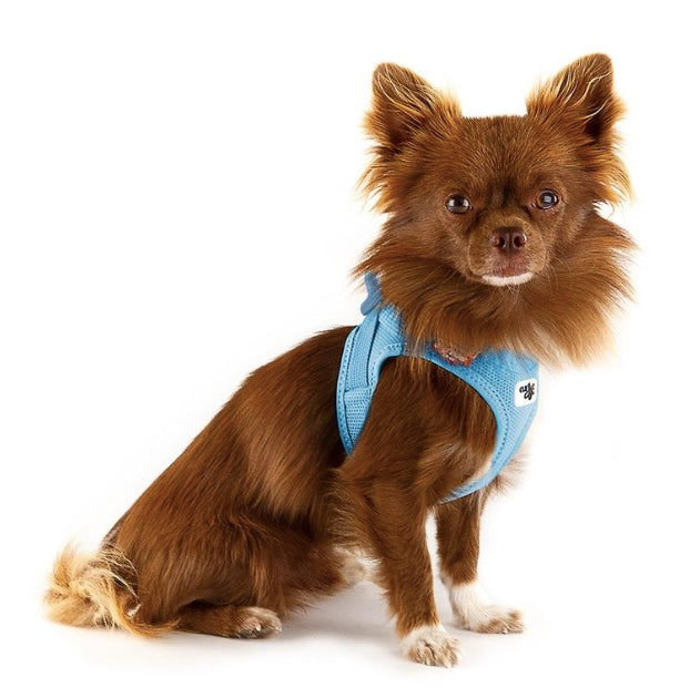 Chihuahua wearing the Curli Sky Blue Dog Harness.