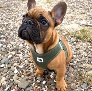 Frenchie wearing the Curli Clasp Moss.
