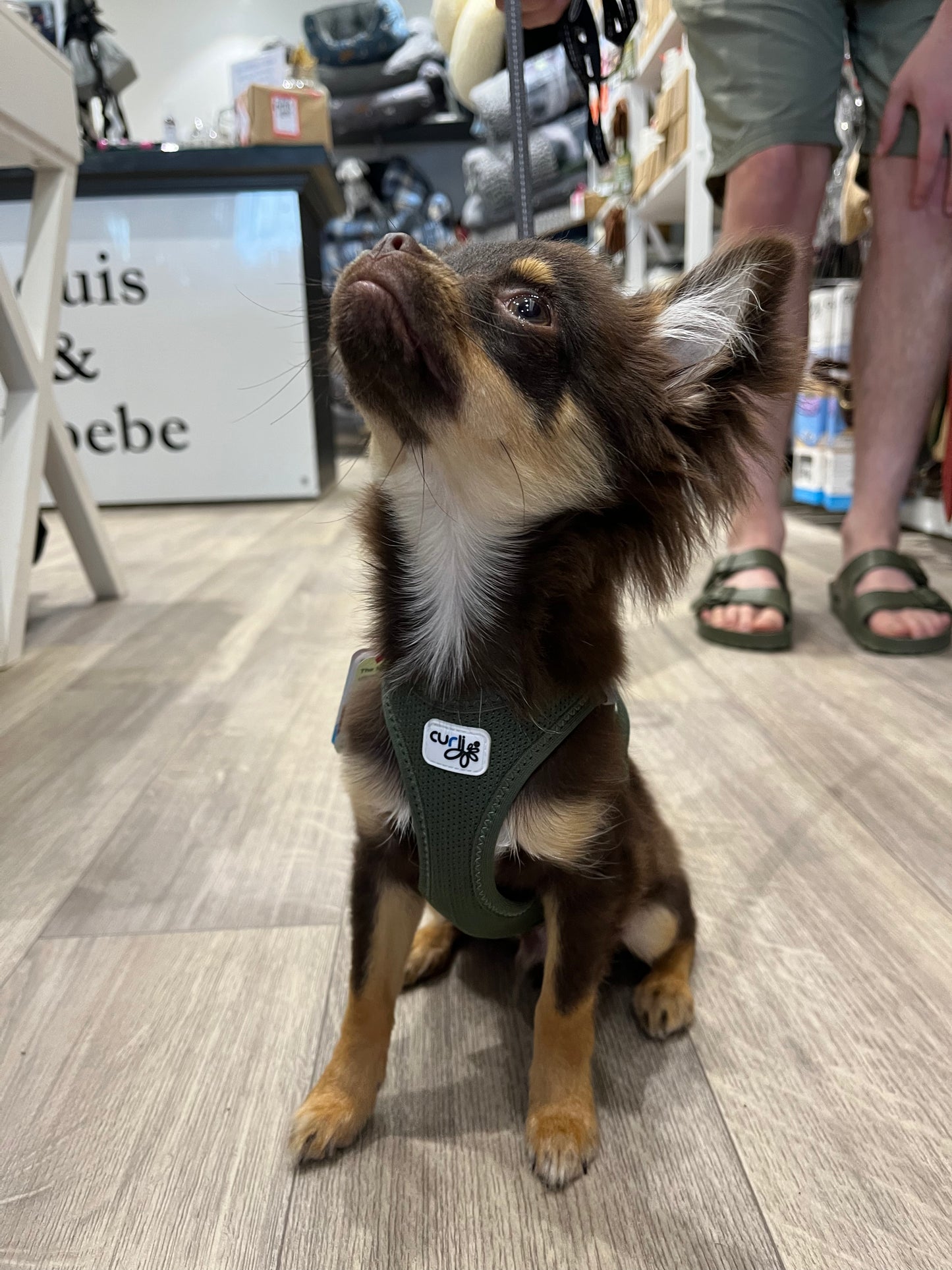 Chihuahua wearing the Curli Vest Harness Clasp Moss size 2XS