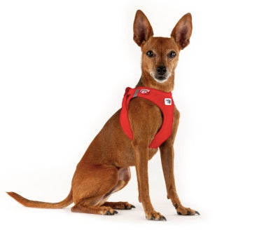 Dog wearing the Curli Sunrise Orange Harness.