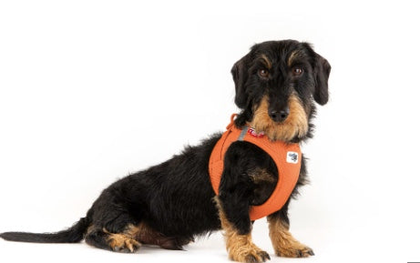 Dacgshund wearing the Curli Vest Harness Clasp Dog Harness.