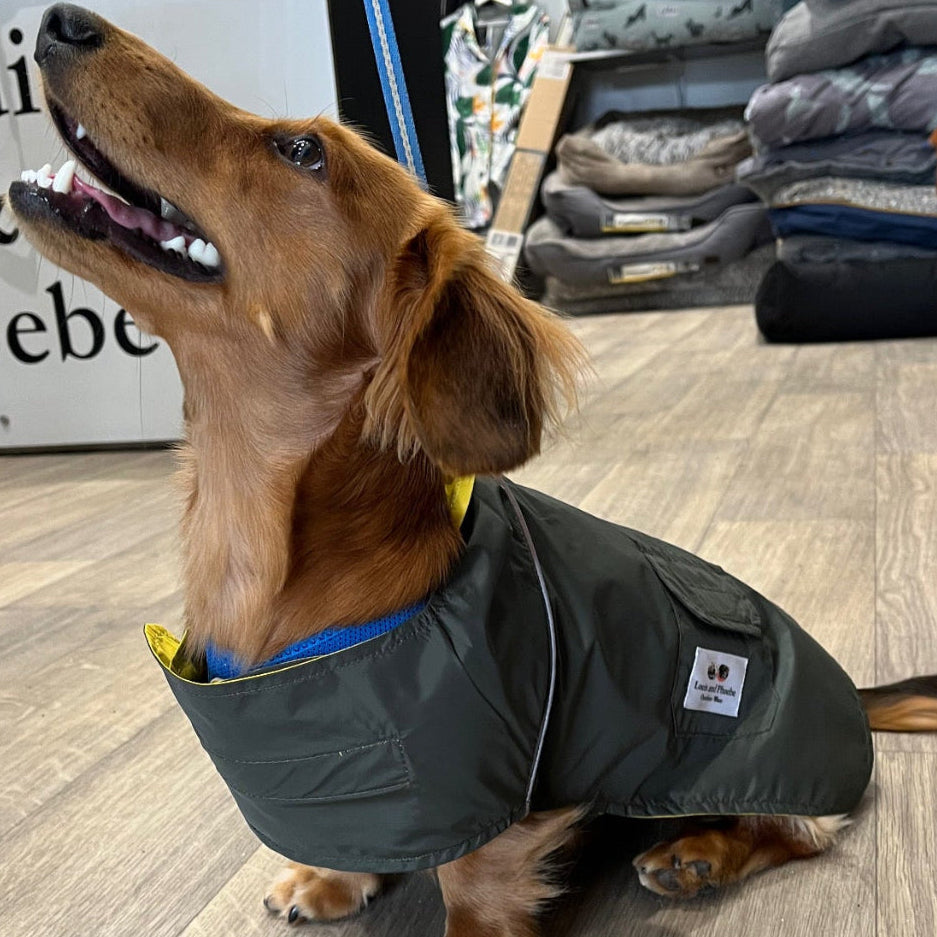 Bentley the Dachshund wearing the Louis and Phoebe Waterproof Raincoat New Zealand