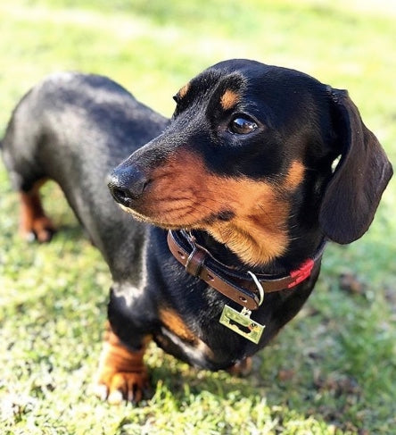 Dachshund wearing the Dachshund Name tag NZ