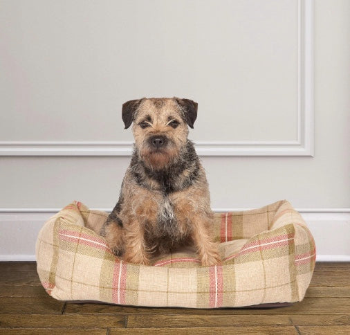 Border Terrier sitting in the Newtn Moss dog bed.