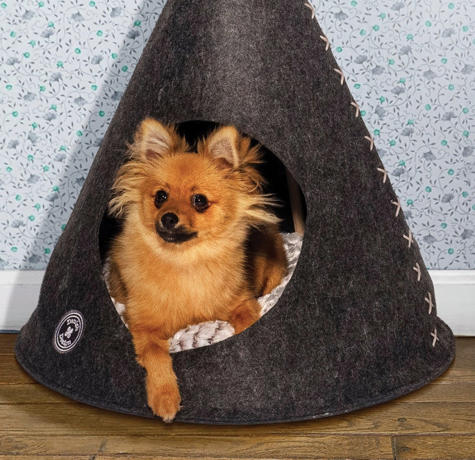 Small dog enjoying the teepee.