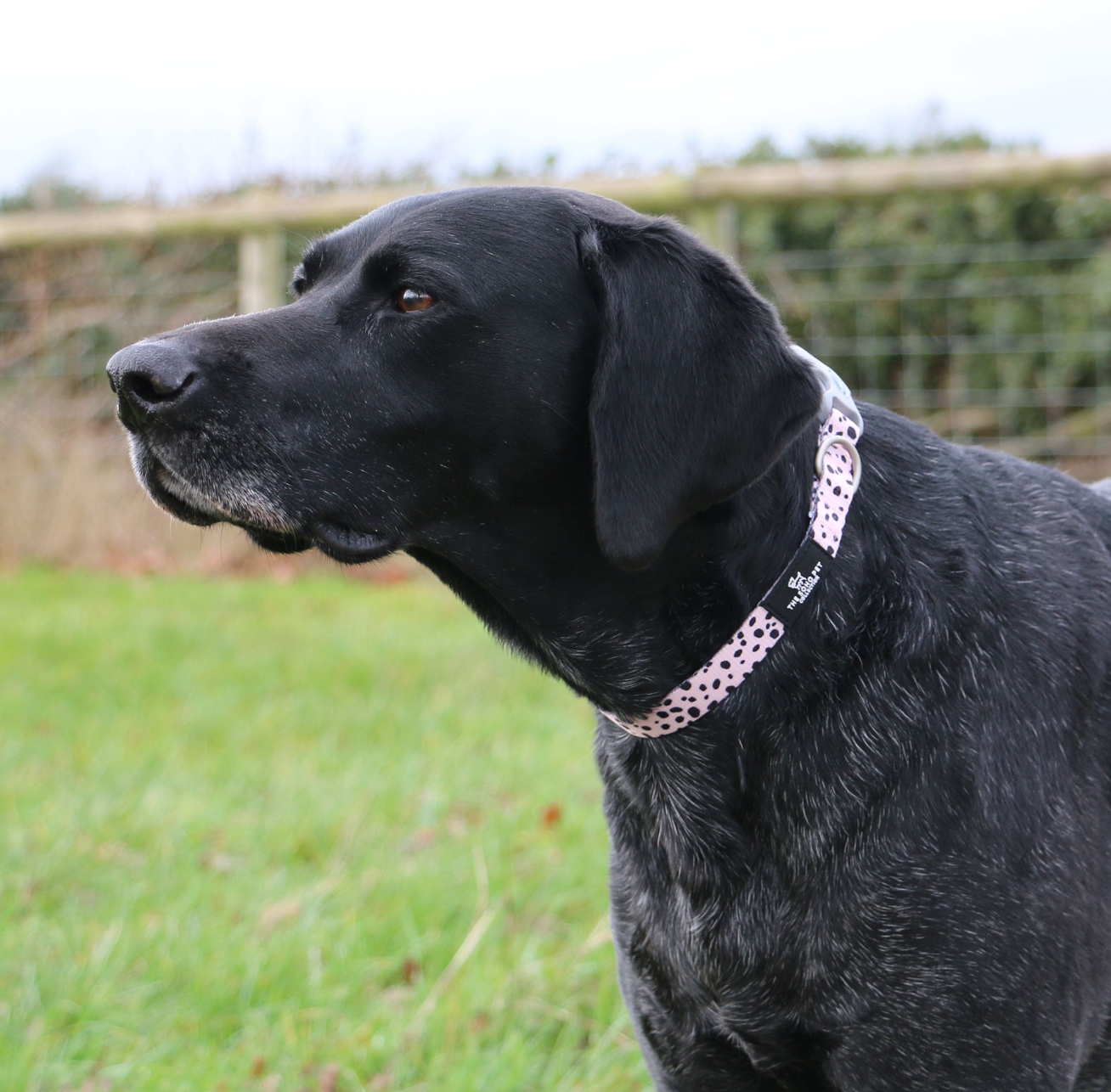 dog collar for a labrador NZ