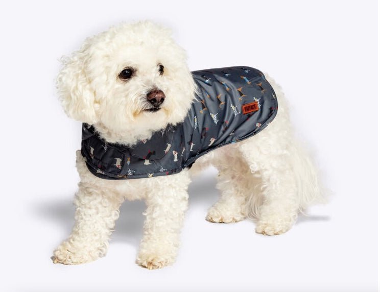 Small dog wearing the FatFace Dog Raincoat