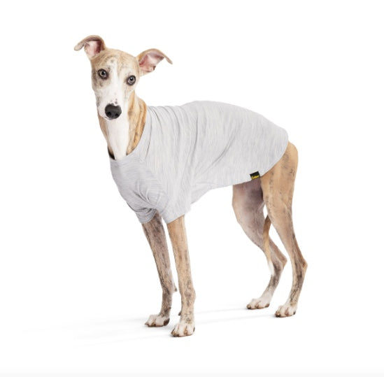Italian Greyhound wearing the Merino Wool Crew Pebble. New Zealand