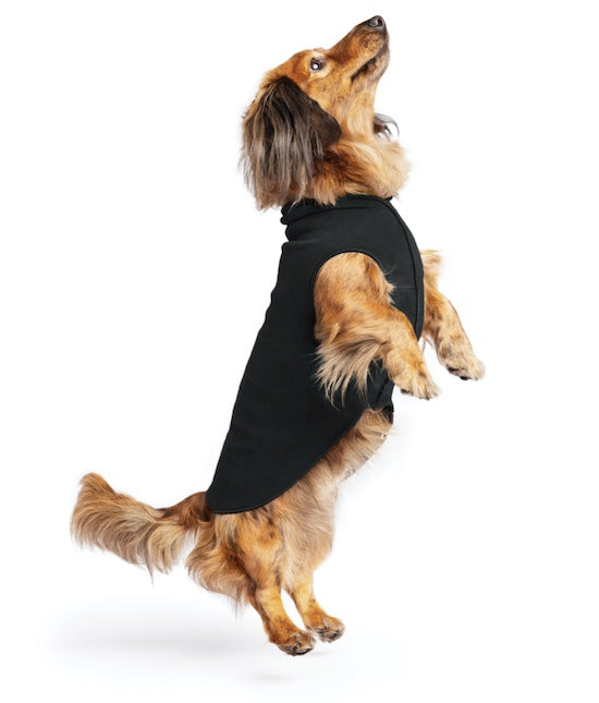 Little Dachshund showing how well the Goldpaw Stretch Fleece fits