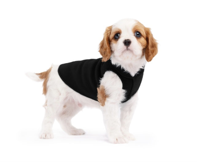 Puppy showing off the Goldpaw Stretch Fleece for winter days.