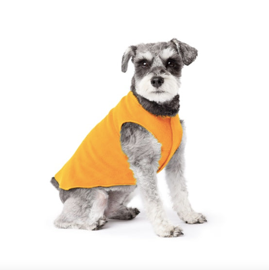 Schnauzer wearing the Goldpaw Stretch Fleece Cheddar.