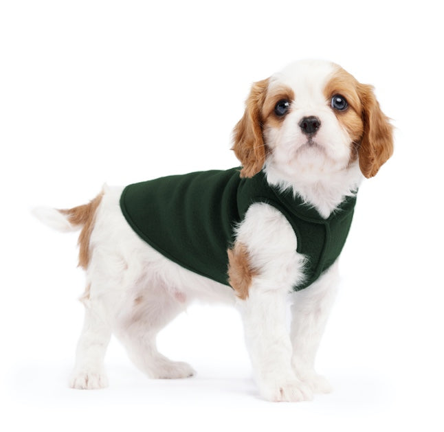 Small dog wearing a green sweater on a white background