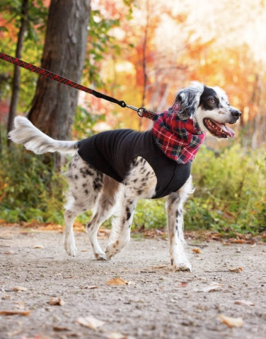 Dog with its snood on whilst out walking.