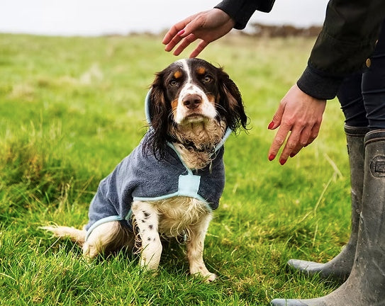 Spaniel wearing the Henry Wag drying coat in wet weather.