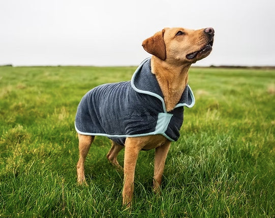 Large dog wearing the Henry Wag drying coat.