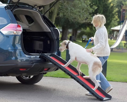 Senior dog using to Henry Wag Car Ramp to get into the boot of the car