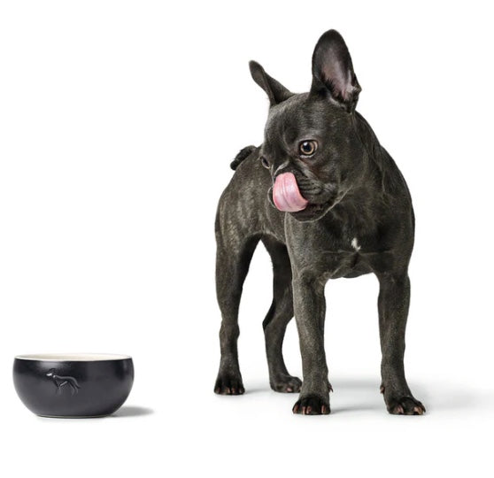 French Bull Dog has just drunk for the Lund dog bowl.