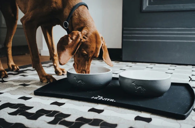 Vizsla eating from the large Lund ceramic dog bowl