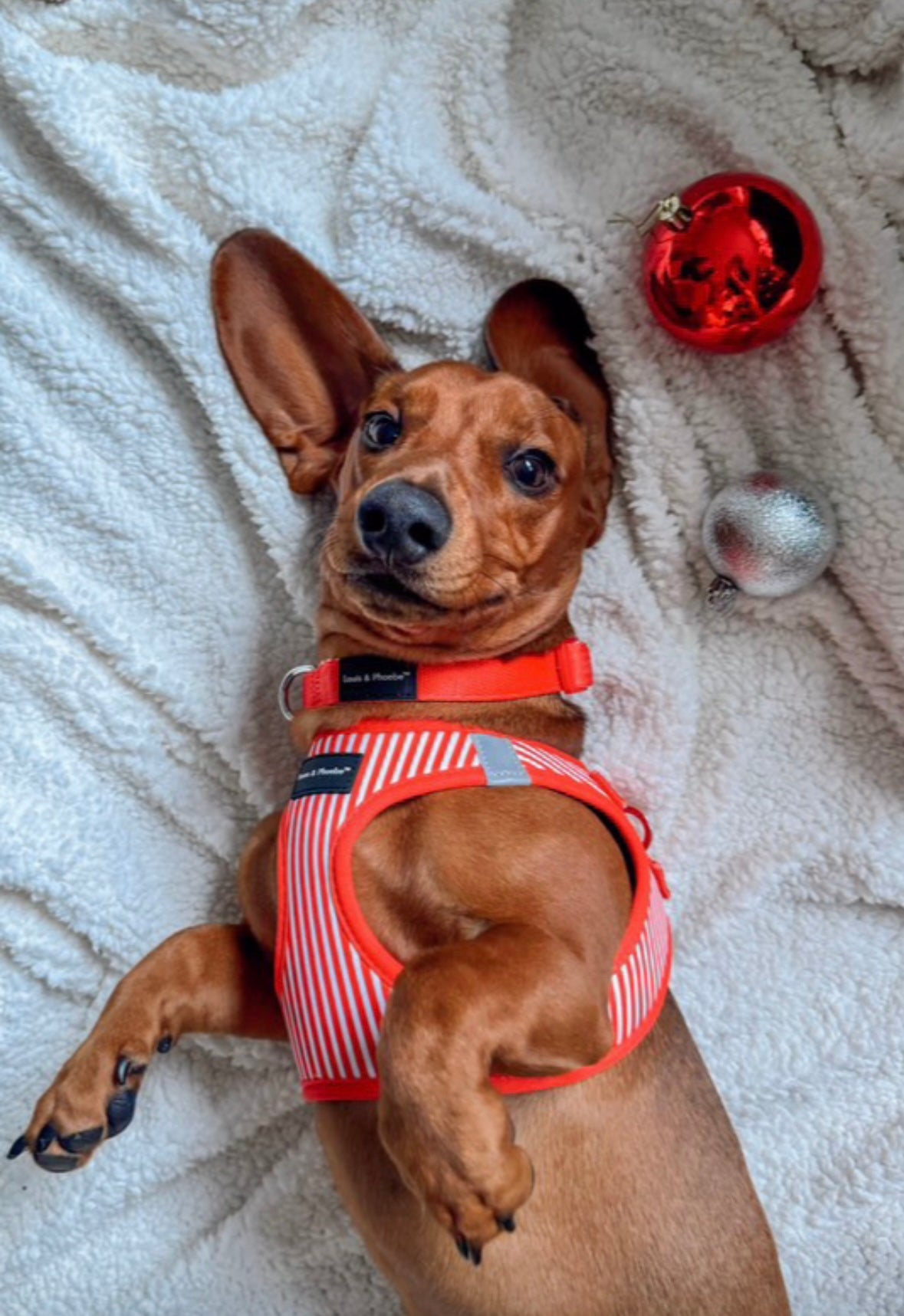 Louis and Phoebe Clip And Go Harness Candy Red