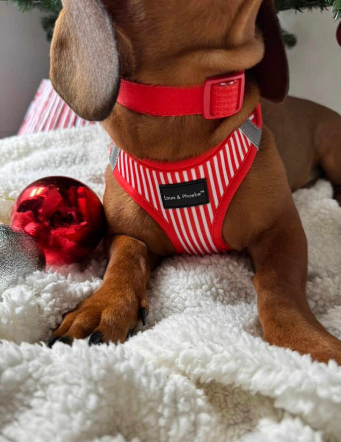 Louis and Phoebe Clip And Go Harness Candy Red