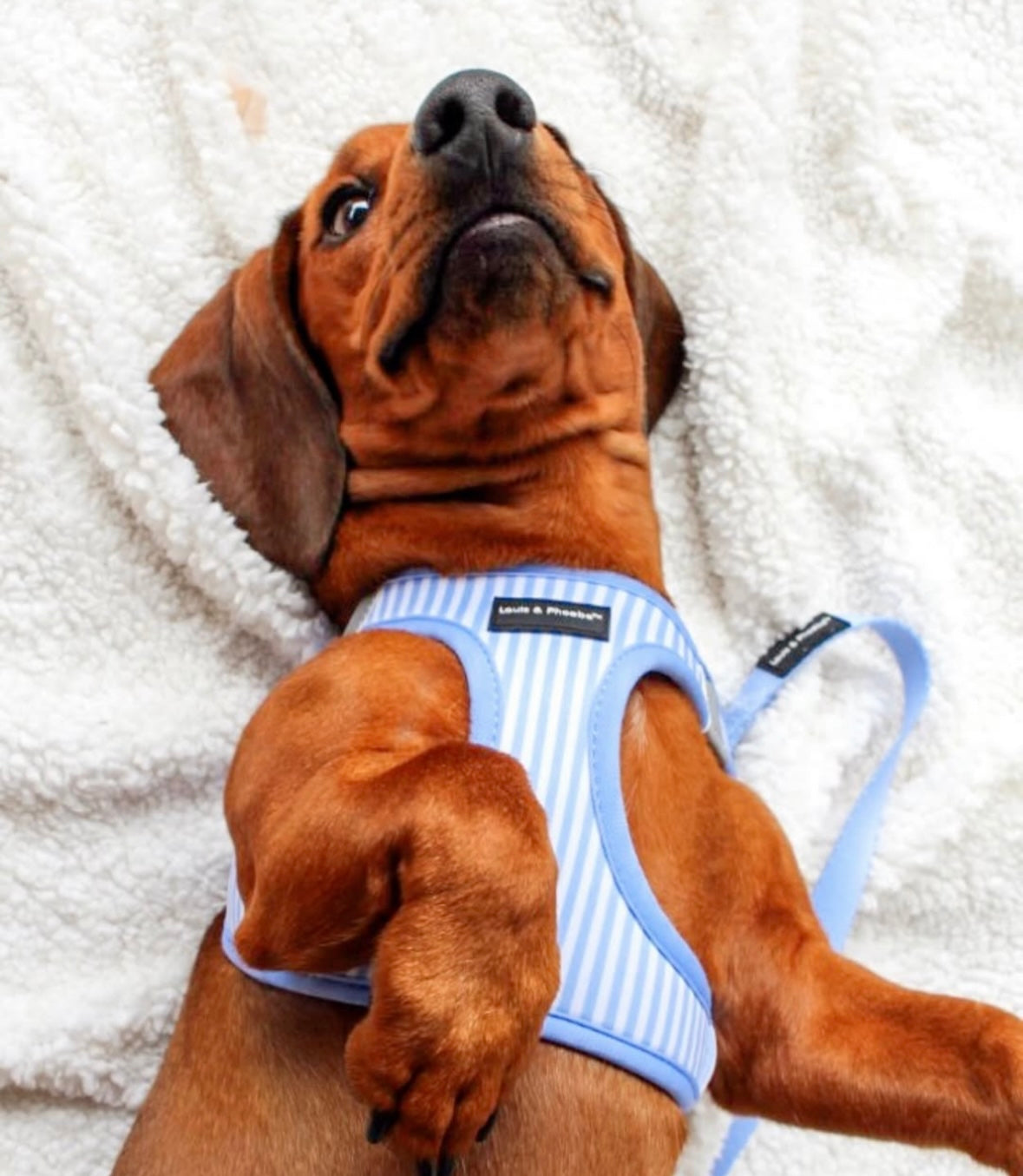 Louis and Phoebe Clip And Go Harness Candy Striped Blue