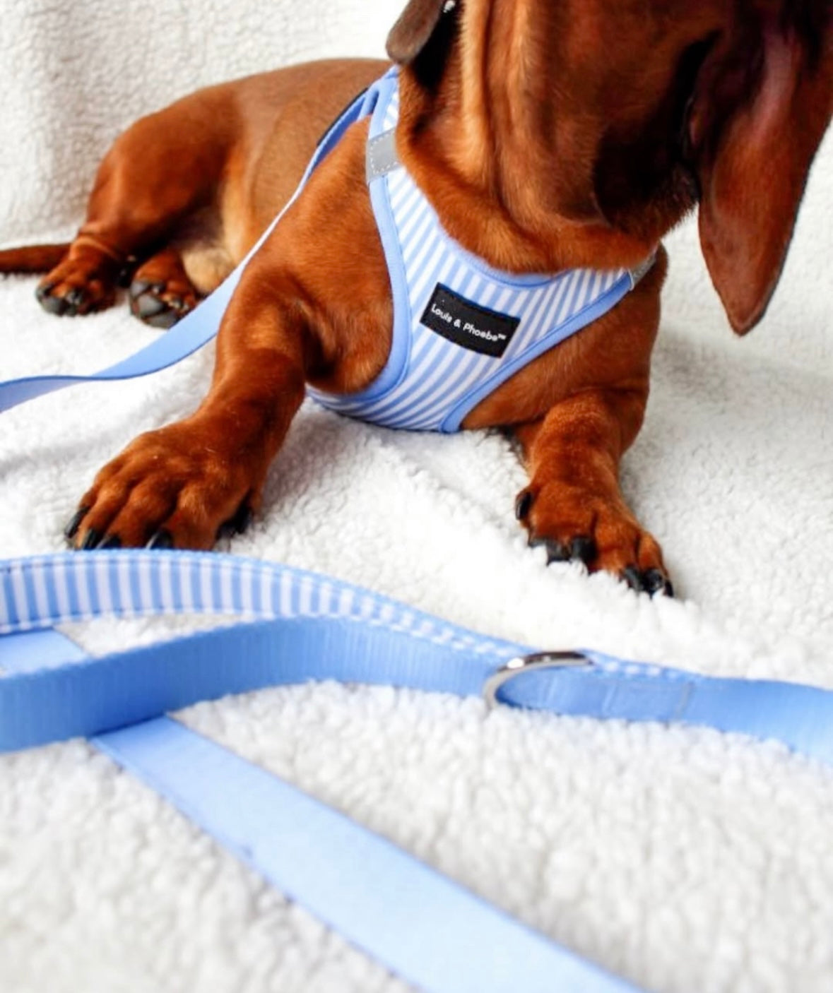 Louis and Phoebe Clip And Go Harness Candy Striped Blue