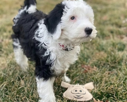 Dog playing with the leather pig dog toy
