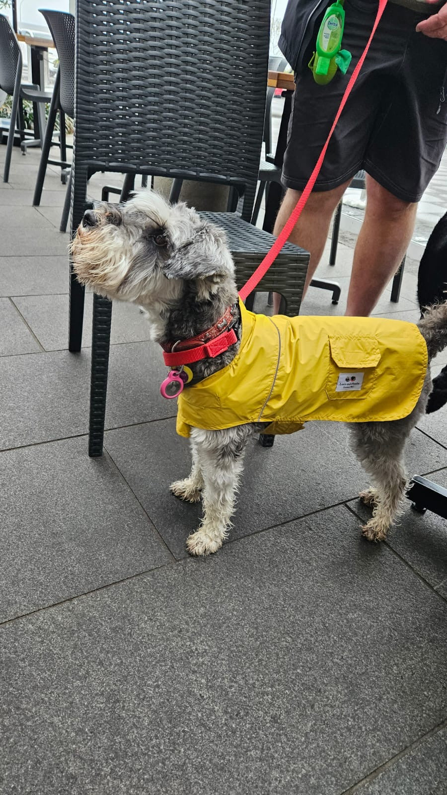 Rosie with wearing our raincoat. Perfect fit for a schnauzer.