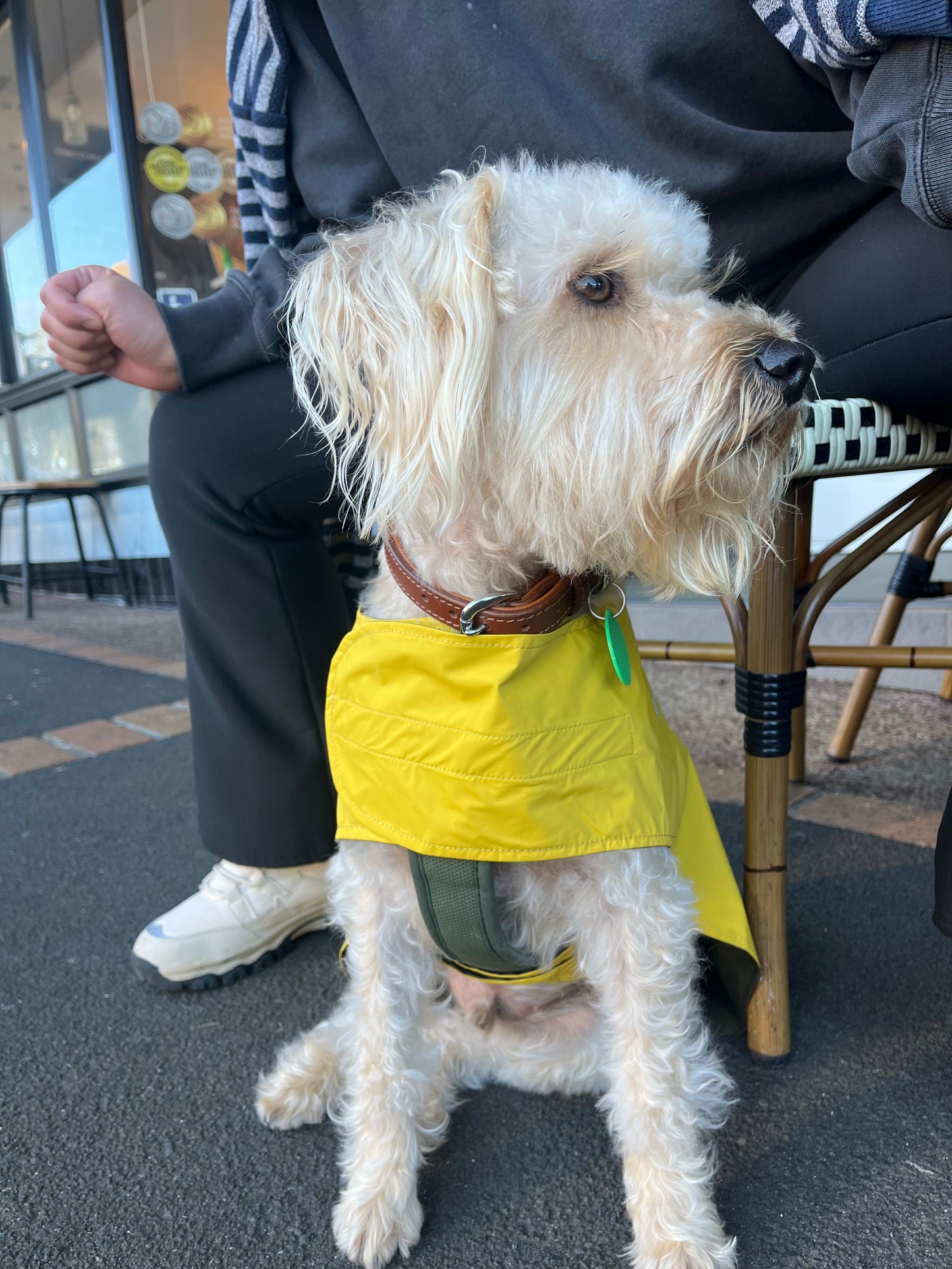 100% Waterproof Dog Raincoat Australia
