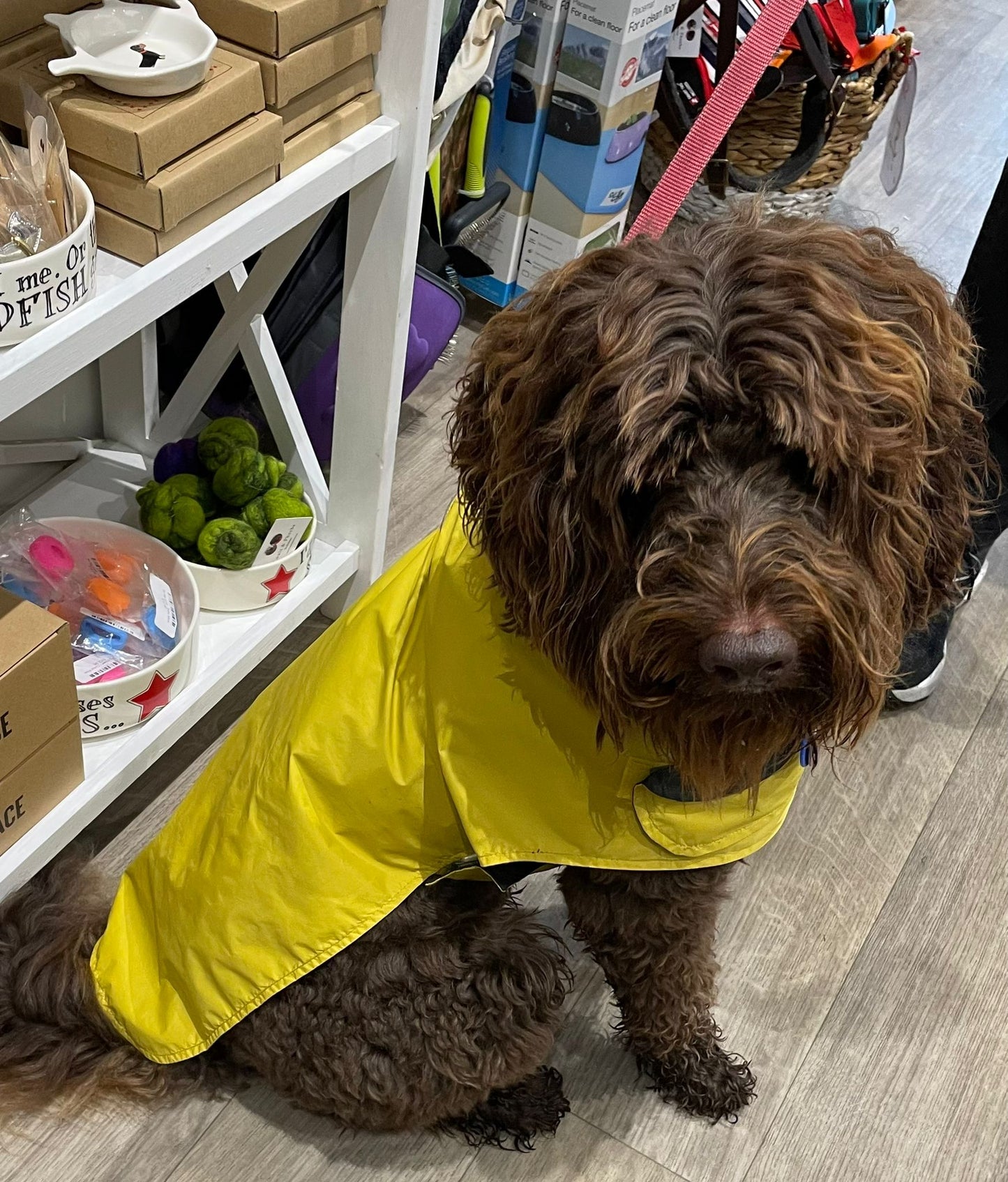 A little spoodle in our yellow waterproof raincoat