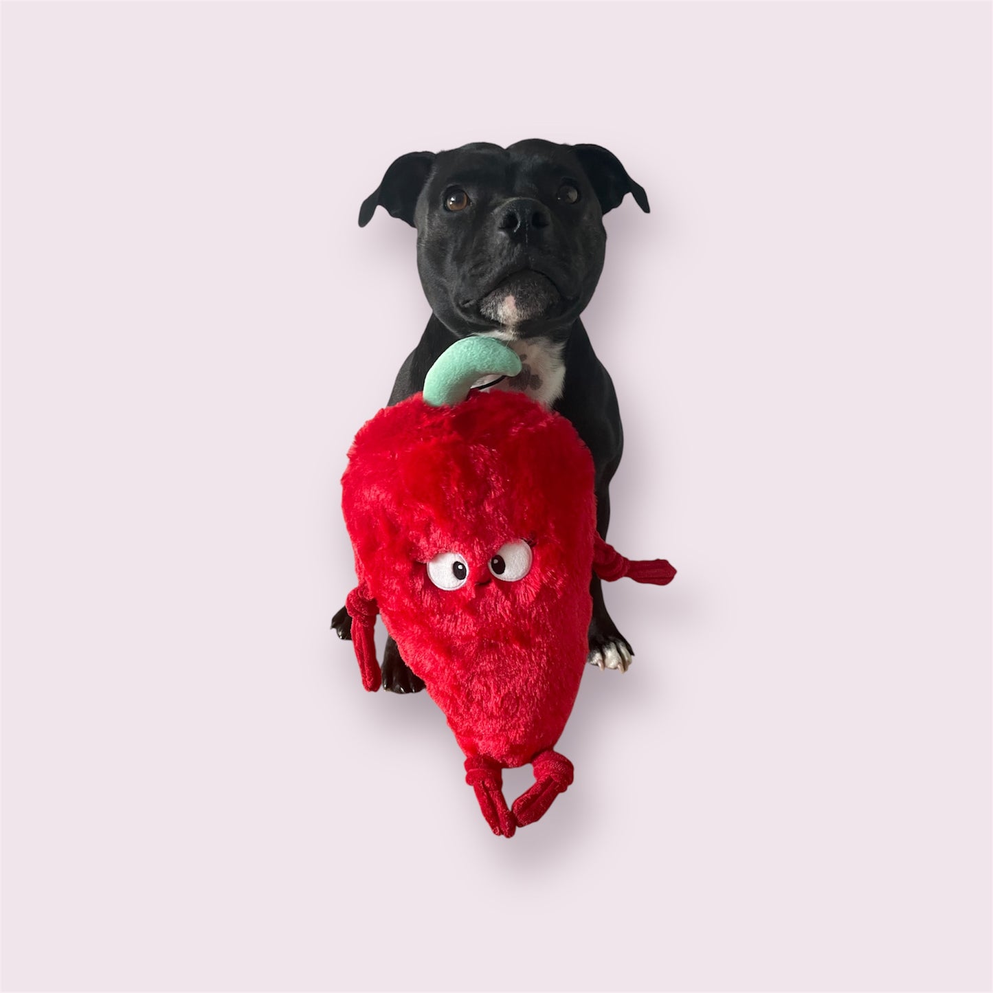 Pals For Paws Chilli loved by Mini the Staffy Auckland New Zealand