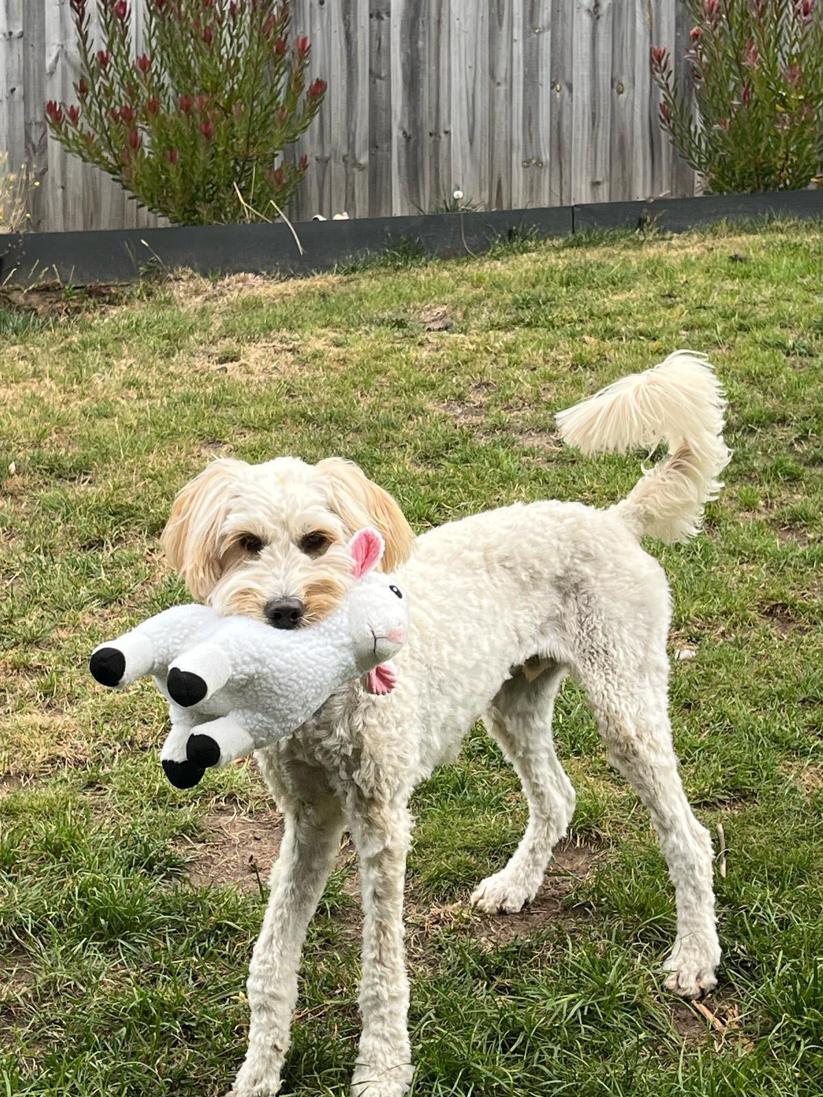 A Schoodle holding the Pals for paws plush Sheep dog toy Auckland New Zealnd