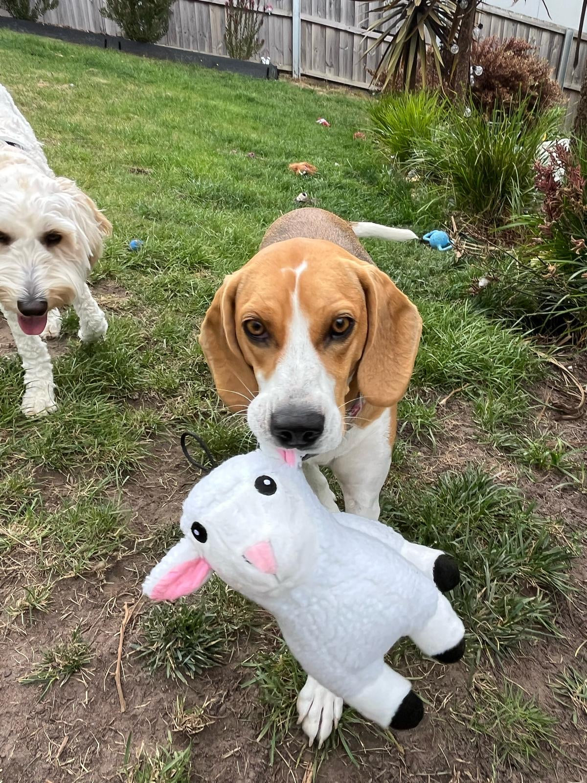 A Beagle playing with the Pals for Paws plush Sheep dog toy in Australia