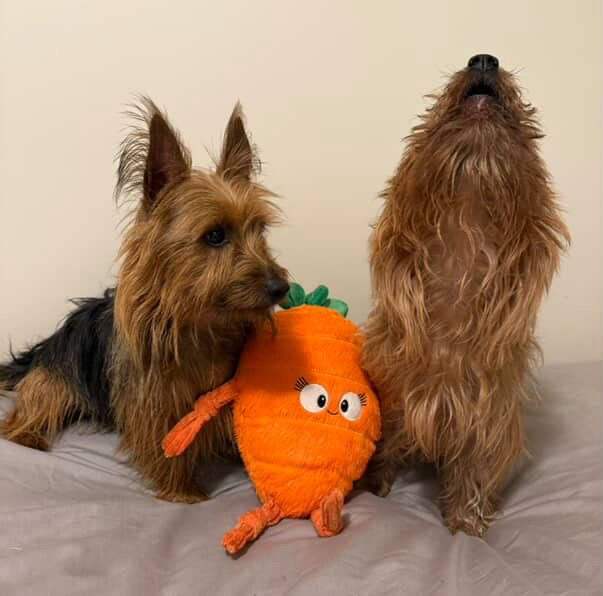 Carrot plush toy is loved by small dogs too.