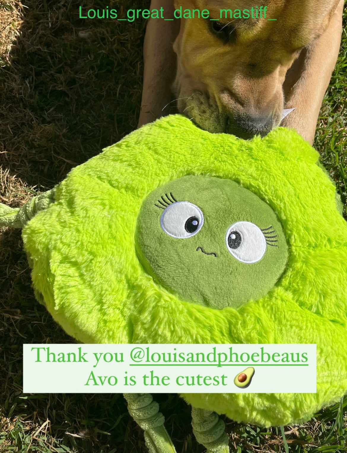Plush dog toy for large dogs Great Dane Mastiff New Zealand