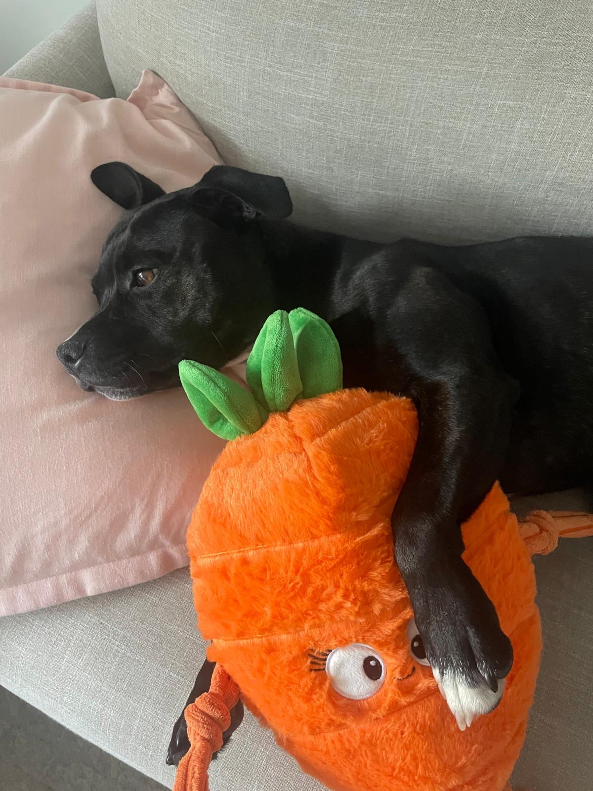 Carrot toy contain 2 layers of Tuff material with a squeak.