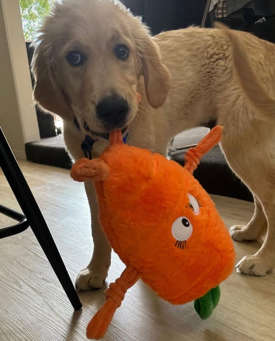 Golden Retriever loving the carrot