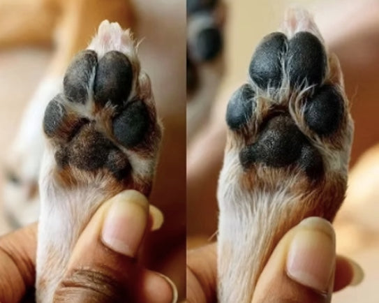 Before and after using Round of Appaws paw balm.